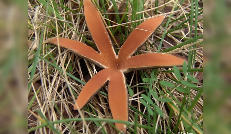 Rare Texas Star Mushrooms Hiss Their Arrival in Zilker Botanical Garden