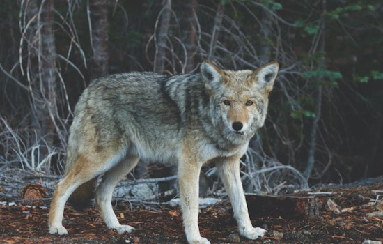 Rat Poison Blamed for Rising Coyote Illness in Sun City, Experts Advocate for Non-Toxic Alternatives