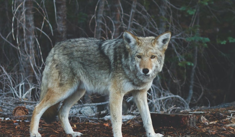 Rat Poison Blamed for Rising Coyote Illness in Sun City, Experts Advocate for Non-Toxic Alternatives