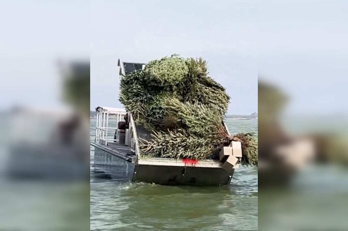 Recycled Christmas Trees Create New Fish Habitats in Granger Lake,