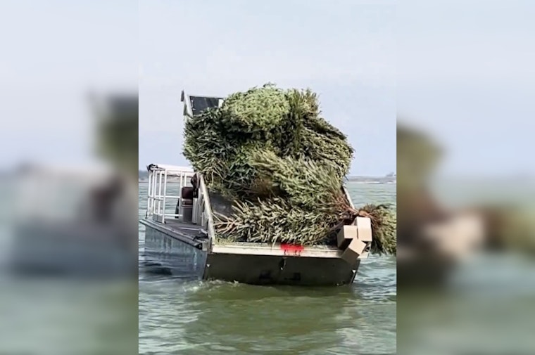 Recycled Christmas Trees Create New Fish Habitats in Granger Lake, Boosting Texas Angling