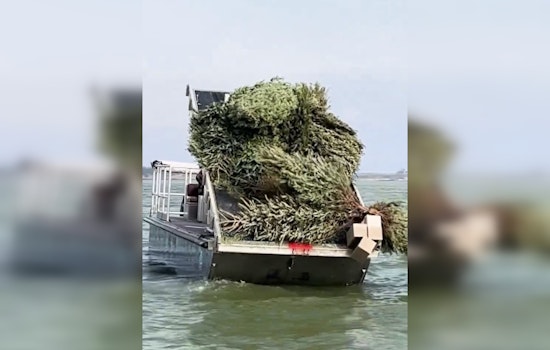 Recycled Christmas Trees Create New Fish Habitats in Granger Lake, Boosting Texas Angling