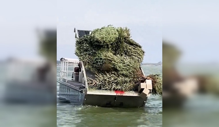 Recycled Christmas Trees Create New Fish Habitats in Granger Lake, Boosting Texas Angling