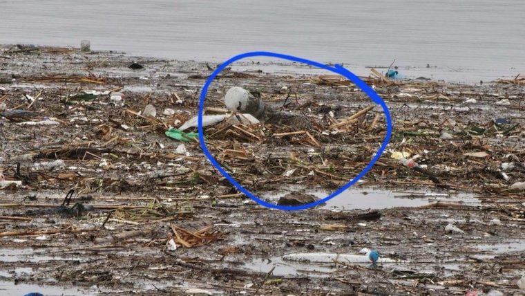 Rescue Teams Save Coyote with Bucket on its Head from San Diego Floodwaters