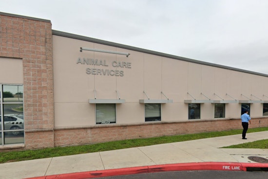 San Antonio Couple Hospitalized After Vicious Pit Bull Attack Near Stinson Airport
