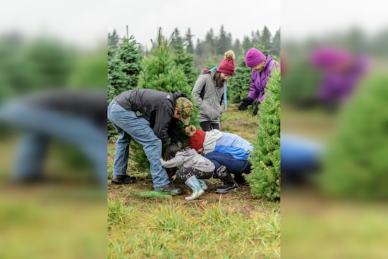 San Antonio Encourages Eco-Friendly Disposal of Christmas Trees with Recycling Programs