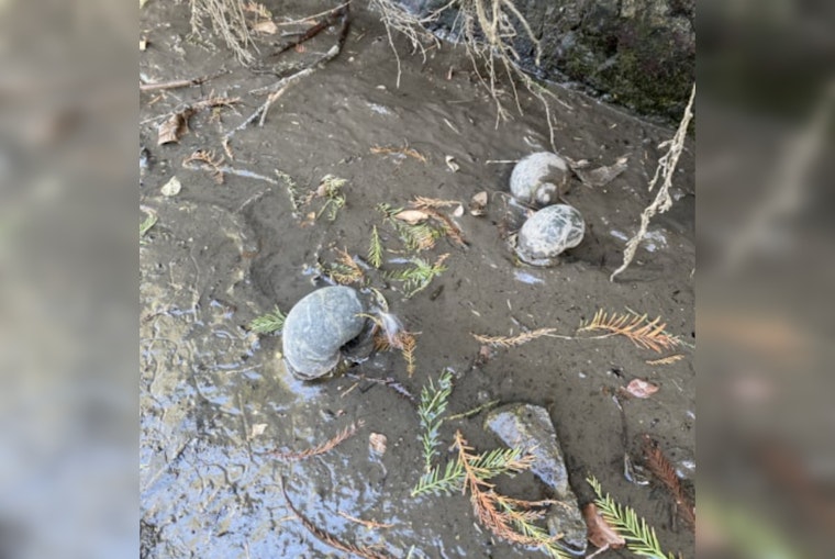 San Antonio Engages in the Fight Against Invasive Apple Snails on the River Walk, with over 2,000 Removed to Protect the Ecosystem