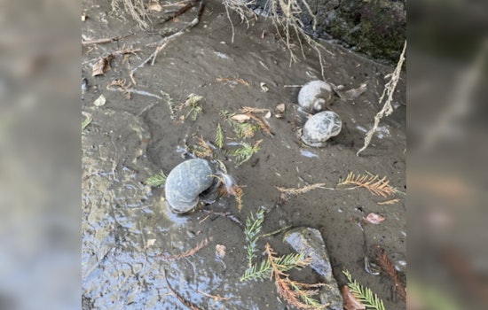 San Antonio Engages in the Fight Against Invasive Apple Snails on the River Walk, with over 2,000 Removed to Protect the Ecosystem