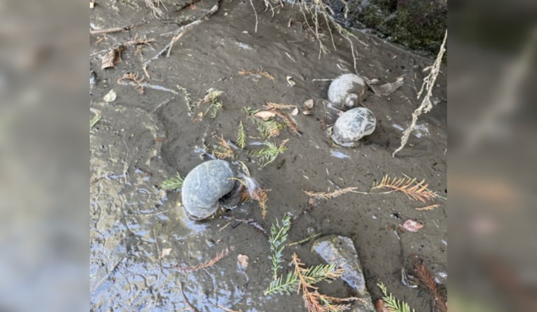 San Antonio Engages in the Fight Against Invasive Apple Snails on the River Walk, with over 2,000 Removed to Protect the Ecosystem
