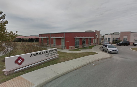 San Antonio Faces Surge in Animal Neglect Cases Amid Extreme Weather