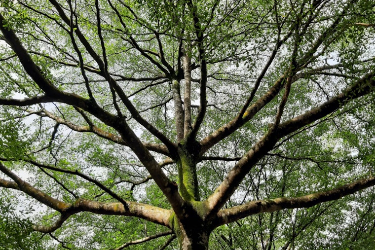 San Antonio Residents Urged to Prep Trees for Freeze as City Sets Up Resilience Hubs for Harsh Cold Snap