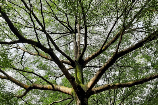 San Antonio Residents Urged to Prep Trees for Freeze as City Sets Up Resilience Hubs for Harsh Cold Snap