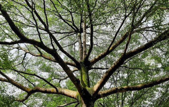 San Antonio Residents Urged to Prep Trees for Freeze as City Sets Up Resilience Hubs for Harsh Cold Snap