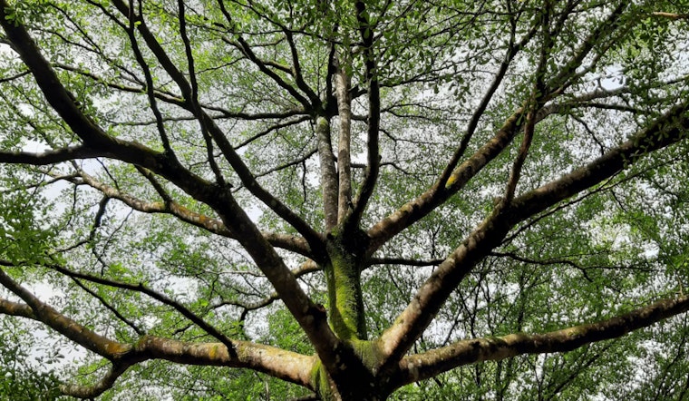 San Antonio Residents Urged to Prep Trees for Freeze as City Sets Up Resilience Hubs for Harsh Cold Snap