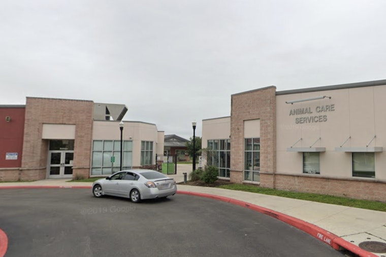 San Antonio Seeks New Animal Care Services Director Amid Stray Concerns and Dog Attacks