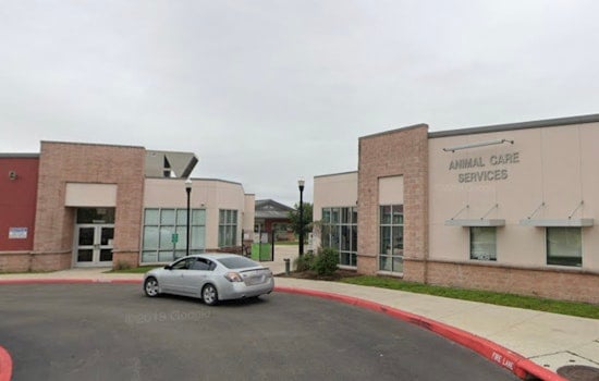 San Antonio Seeks New Animal Care Services Director Amid Stray Concerns and Dog Attacks