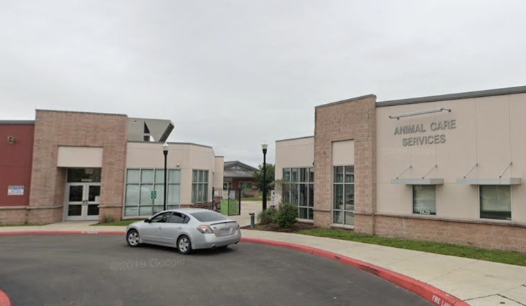 San Antonio Seeks New Animal Care Services Director Amid Stray Concerns and Dog Attacks