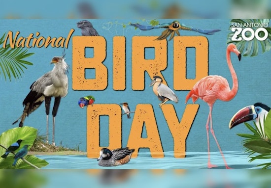 San Antonio Zoo Offers $8 Admission for Bexar County Locals on National Bird Day, More Deals to Follow