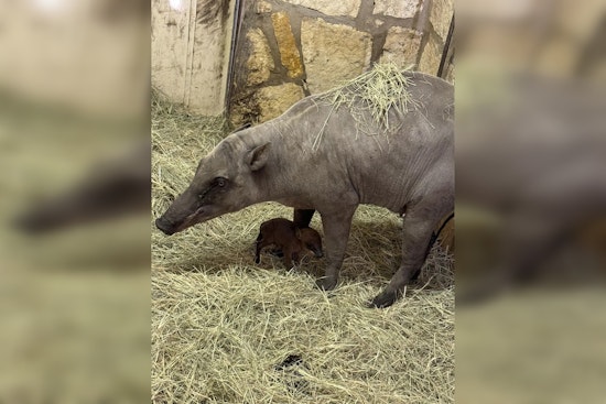San Antonio Zoo Rings in New Year with First Ever Babirusa Piglet, Boosting Conservation Efforts