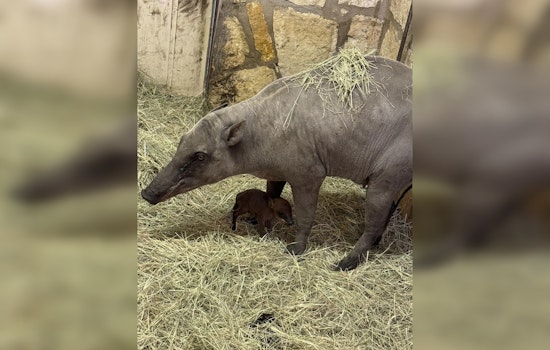 San Antonio Zoo Rings in New Year with First Ever Babirusa Piglet, Boosting Conservation Efforts