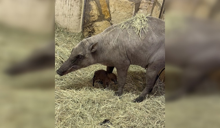 San Antonio Zoo Rings in New Year with First Ever Babirusa Piglet, Boosting Conservation Efforts