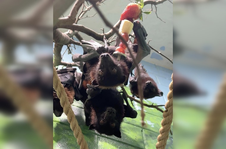 San Antonio Zoo Welcomes Flying Foxes After 40-Year Absence, Aiming to Boost Conservation Awareness