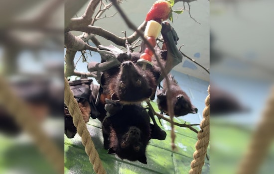 San Antonio Zoo Welcomes Flying Foxes After 40-Year Absence, Aiming to Boost Conservation Awareness