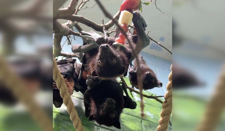 San Antonio Zoo Welcomes Flying Foxes After 40-Year Absence, Aiming to Boost Conservation Awareness