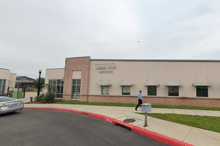 San Antonio's Animal Care Services Faces Call for Reform as Euthanasia Rates Soar and Adoptions Decline