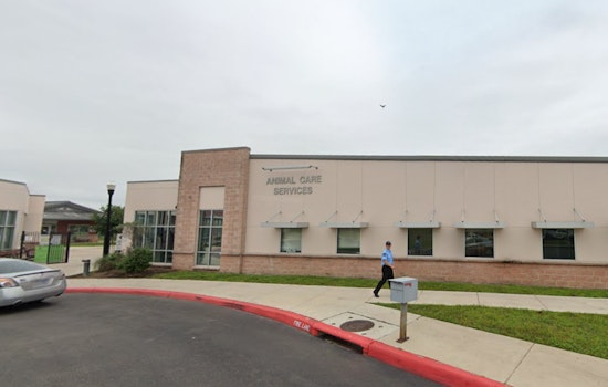 San Antonio's Animal Care Services Faces Call for Reform as Euthanasia Rates Soar and Adoptions Decline