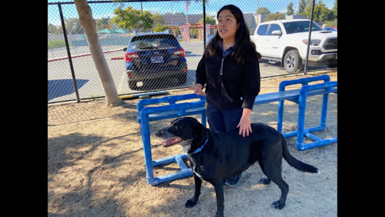 San Diego Shelters in Serious Struggle with Surging Dog Population, Officials Urge Public to Adopt or Foster