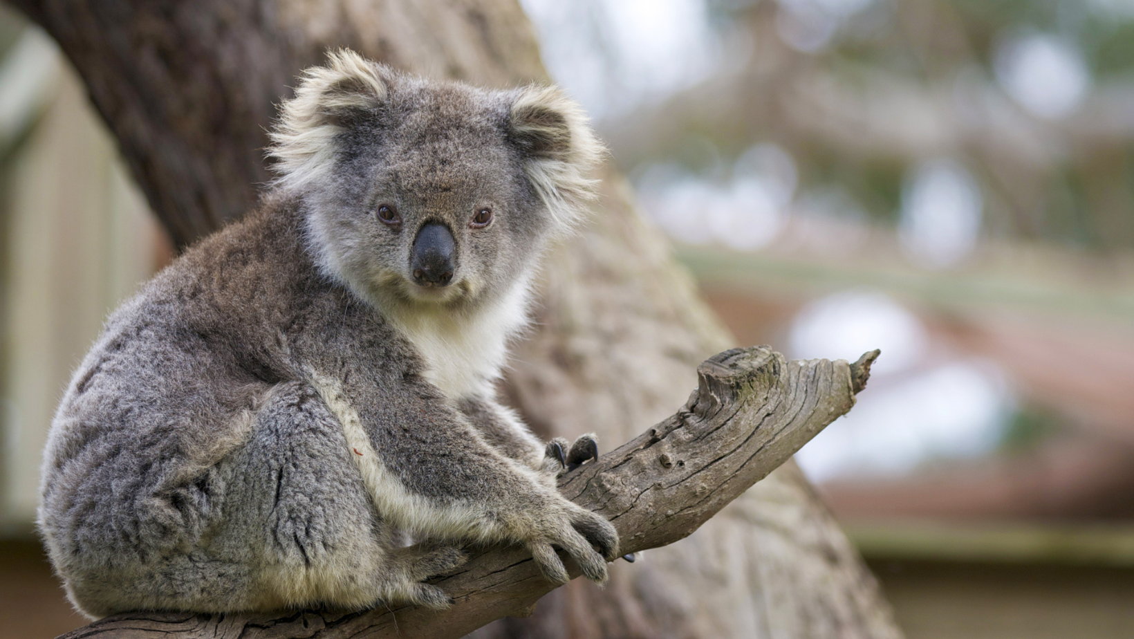 Illumina and the San Diego Zoo are sequencing koala genomes to