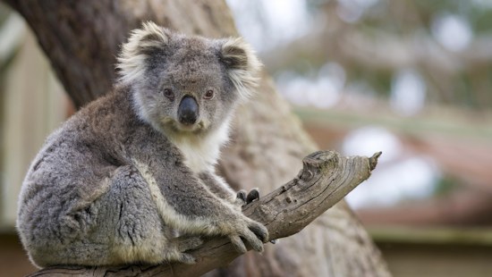 San Diego Zoo and Illumina Partner to Crack Genetic Secrets of North American Koalas for Global Conservation