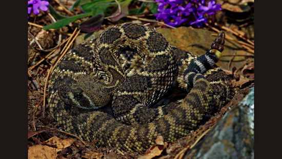 San Diego Zoo and SDSU Unveil Revolutionary Non-Invasive Rattlesnake Tracking Tech