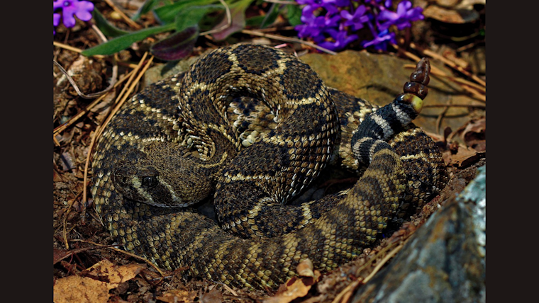 San Diego Zoo and SDSU Unveil Revolutionary Non-Invasive Rattlesnake Tracking Tech