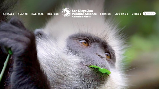 San Diego Zoo Celebrates Birth of Baby Monkey Trio, Boosting Conservation Hopes and Adorable Encounters
