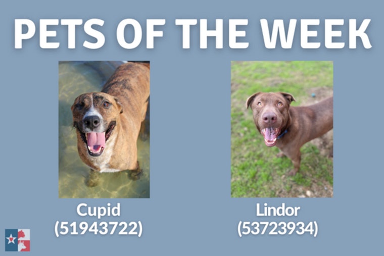 San Marcos Regional Animal Shelter Showcases 'Pets of the Week' in Search of Forever Homes