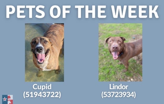 San Marcos Regional Animal Shelter Showcases 'Pets of the Week' in Search of Forever Homes