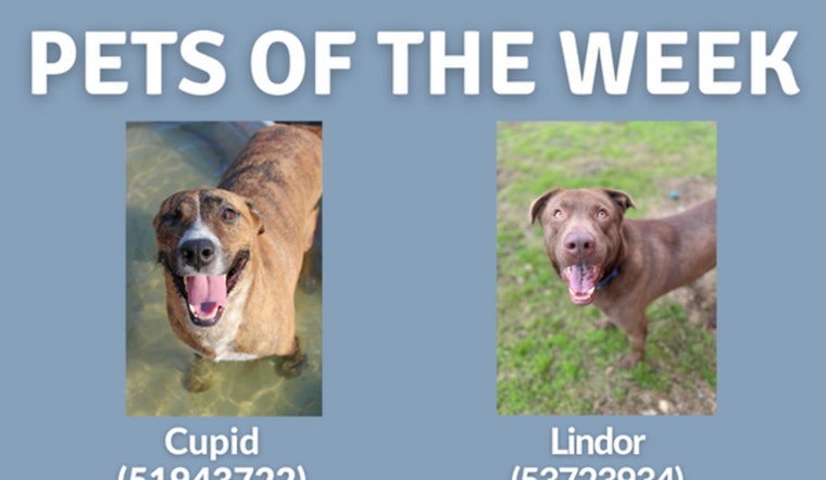 San Marcos Regional Animal Shelter Showcases 'Pets of the Week' in Search of Forever Homes