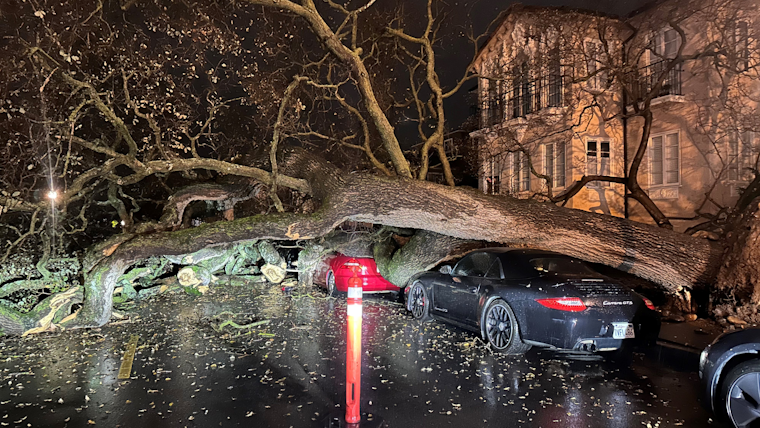 San Mateo Commuters Face Detour as Downed Tree Blocks 4th Ave. Amid Storm Season