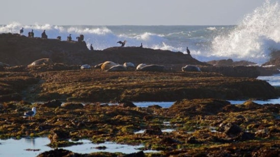 San Mateo's Fitzgerald Marine Reserve Parking Shut Down for Bridge Repairs, Limited Beach Access