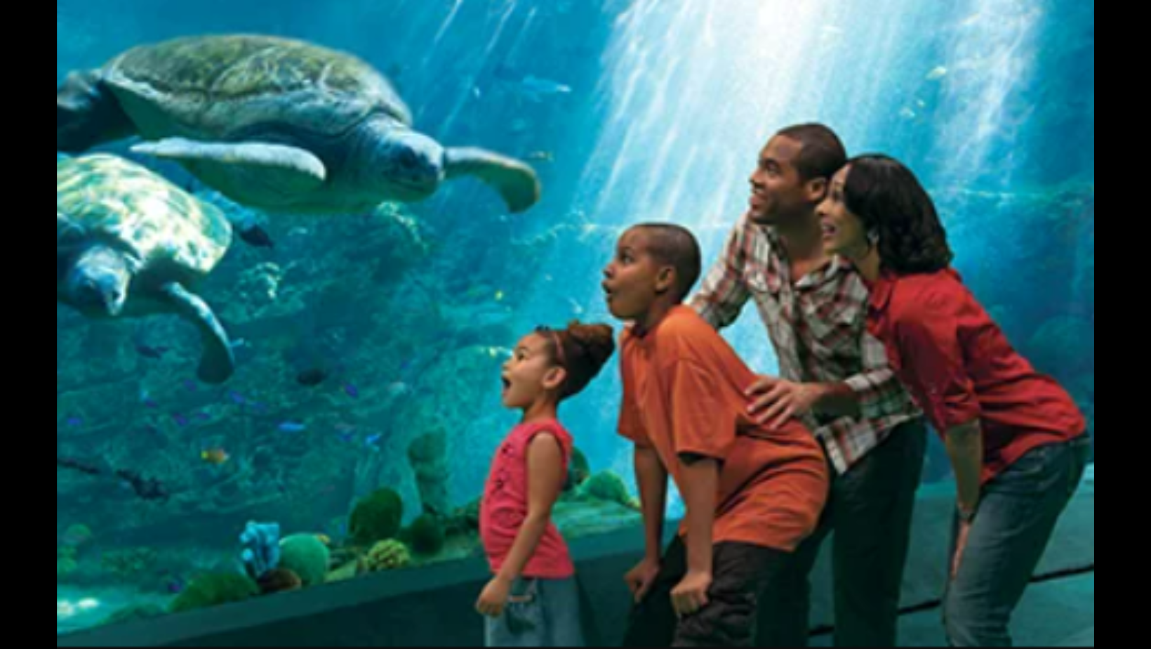 SeaWorld San Diego Offers Free Admission for Teachers, Discounted