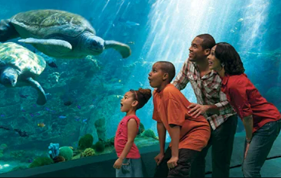 SeaWorld San Diego Offers Free Admission for Teachers, Discounted Passes for Preschoolers in 2024