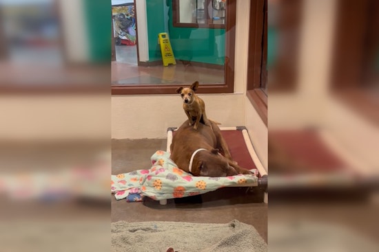 Senior Dog Duo Neeno and Bella Seek Forever Home Together in Maricopa County