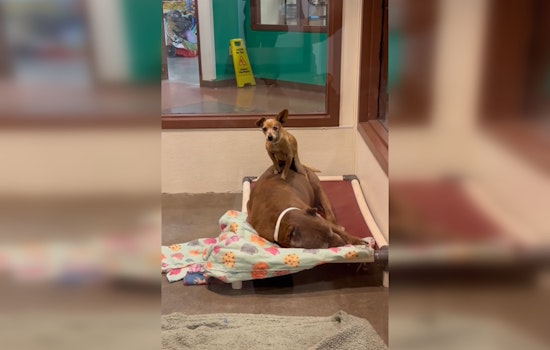 Senior Dog Duo Neeno and Bella Seek Forever Home Together in Maricopa County