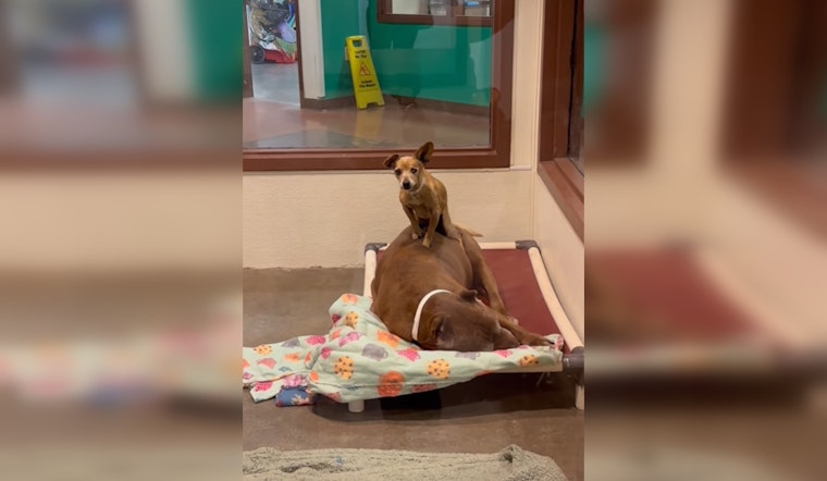 Senior Dog Duo Neeno and Bella Seek Forever Home Together in Maricopa County