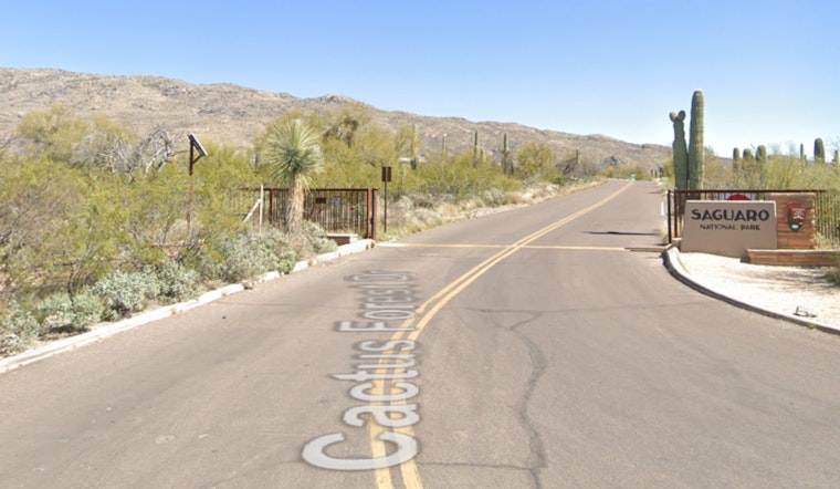 Southern Arizona Woman Survives Bobcat Attack Near Saguaro National Park, Officials Issue Rabies Warning