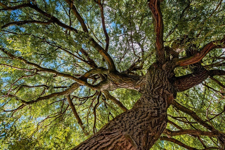 St. Louis Park Residents to Benefit from Complimentary City Tree Trimming, Private Pruning with Approved Contractors