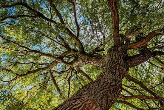 St. Louis Park Residents to Benefit from Complimentary City Tree Trimming, Private Pruning with Approved Contractors