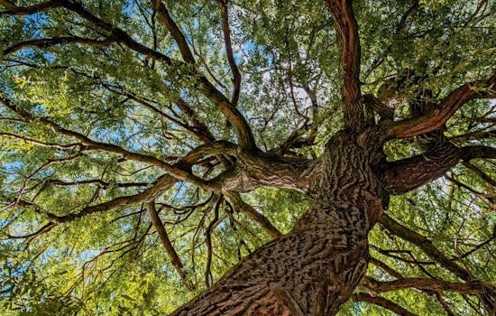 St. Louis Park Residents to Benefit from Complimentary City Tree Trimming, Private Pruning with Approved Contractors